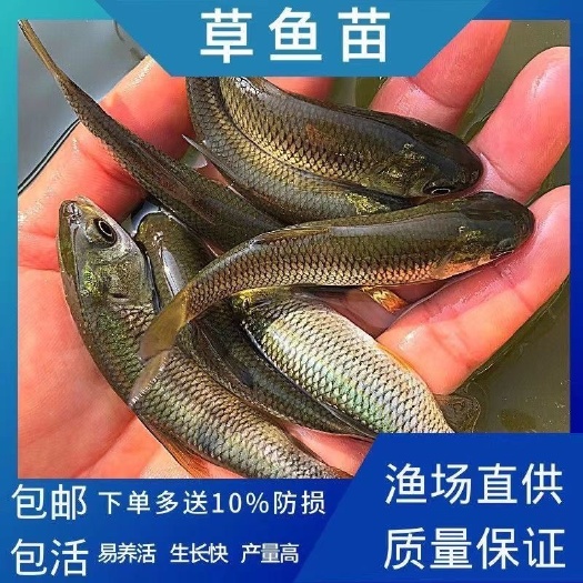 沭阳县草鱼鱼苗 花鲢鱼苗
