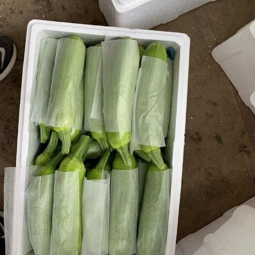 费县费县温室，精品绿皮西葫芦！大跌价！