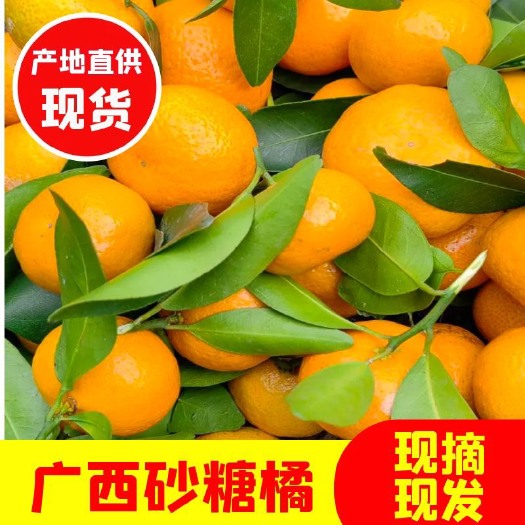沙糖桔广西砂糖桔
