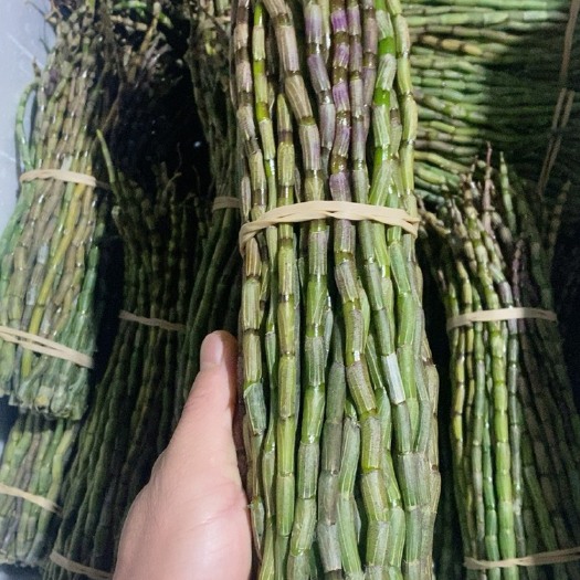 深圳铁皮石斛