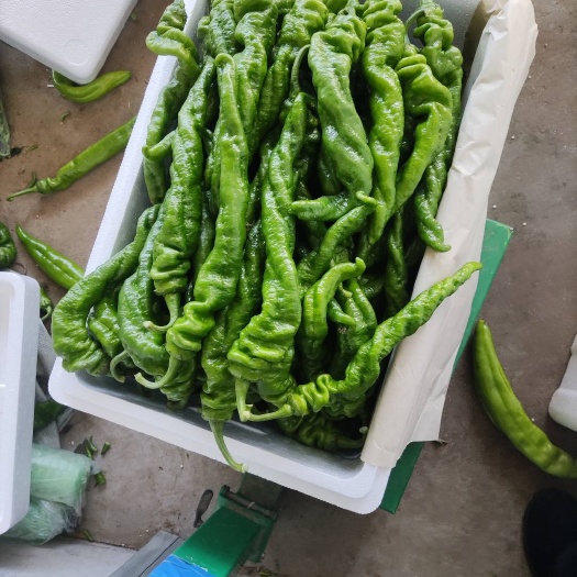 青州市螺丝椒大量上市，物美价廉