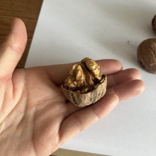 淄博日本清香核桃，皮薄个大，果实饱满、你一般核桃要香。