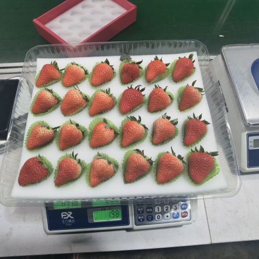 东港市丹东东港九九红颜草莓