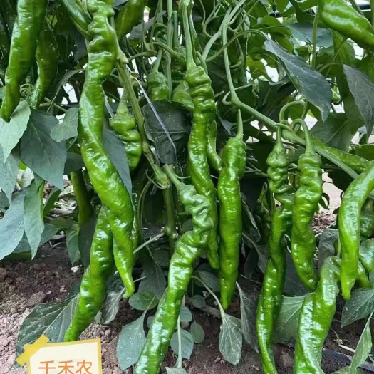 寿光市螺丝椒苗   陇椒苗 螺丝辣椒苗大果陇椒苗抗病辣椒苗有产量
