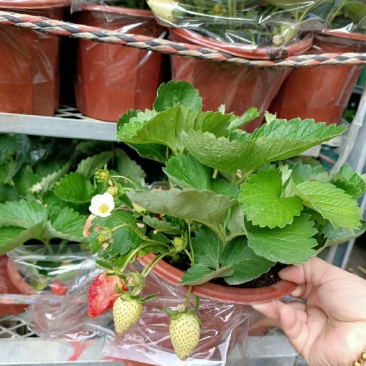 广州草莓基地直销全国一件代发物美价廉叶绿冒大品质有保障诚信经营