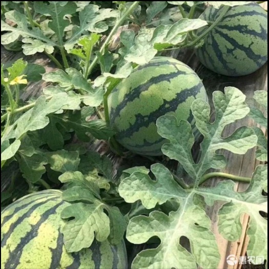 寿光市美都西瓜苗，早佳8424，麒麟西瓜苗，2k糖度高抗重茬西瓜苗
