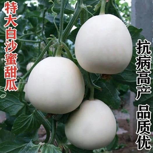 长沙超甜白沙蜜甜瓜种籽春秋季薄皮特大白皮香瓜种子四季水果种孑