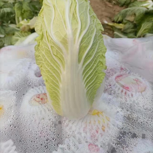 周口黄心大娃  娃娃菜