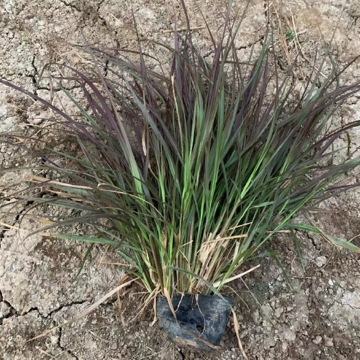 青州市紫叶狼尾草杯苗 质量好 根系好 成活率高