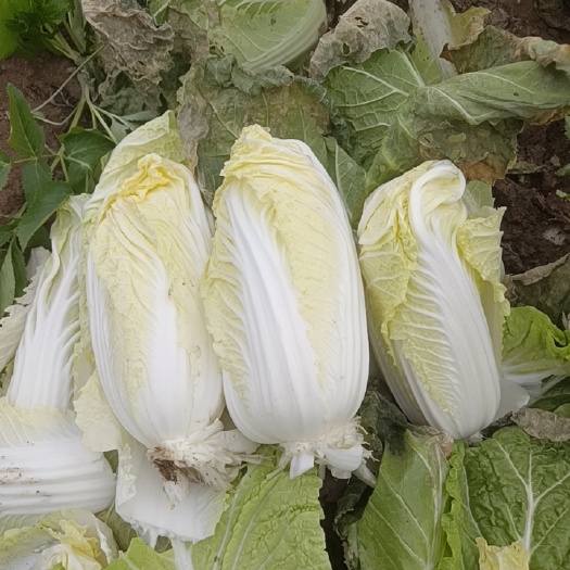 永城市精品娃娃菜——毛菜