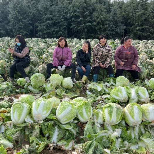 确山县普会市大白菜成熟了