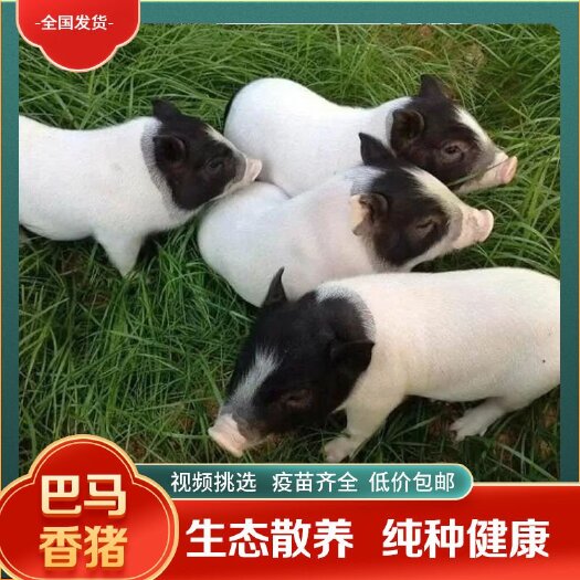 彭泽县纯种巴马香猪猪崽活苗活体小香猪 20斤左右