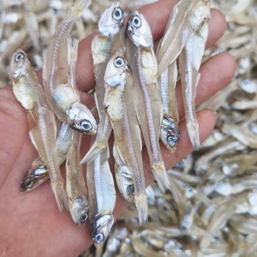 北海淡干 咸干  白凡鱼 公干鱼 银鱼干 鱼干