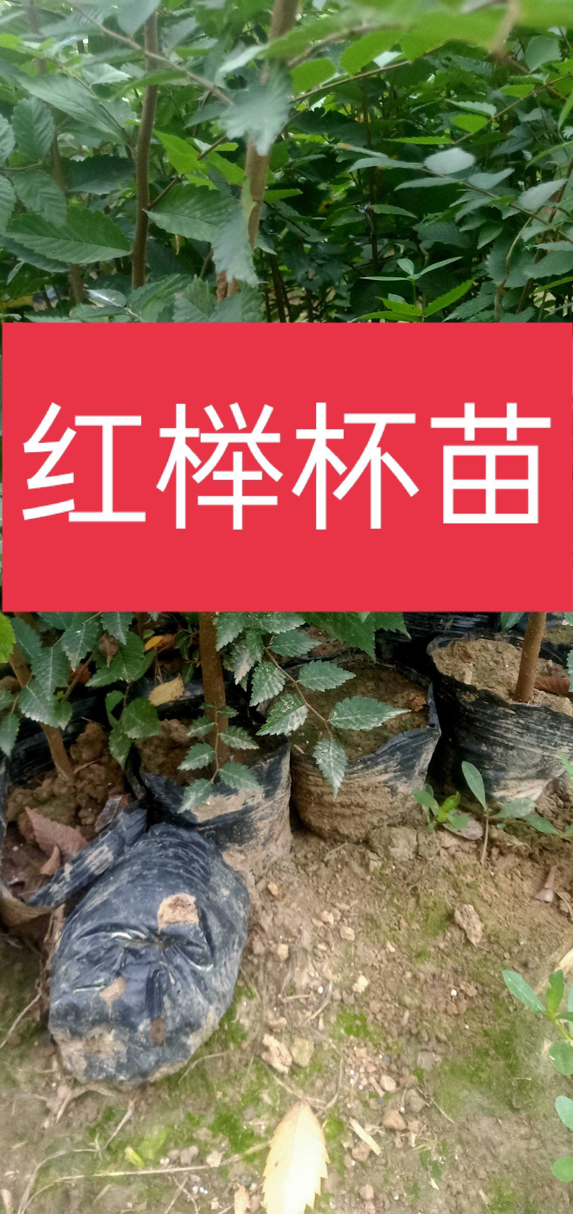 自家苗圃出售当年红榉怀苗