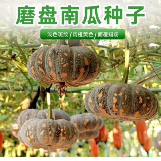长沙特大磨盘南瓜种子农家南瓜子家庭盆栽甜面大南瓜种子蔬菜种子