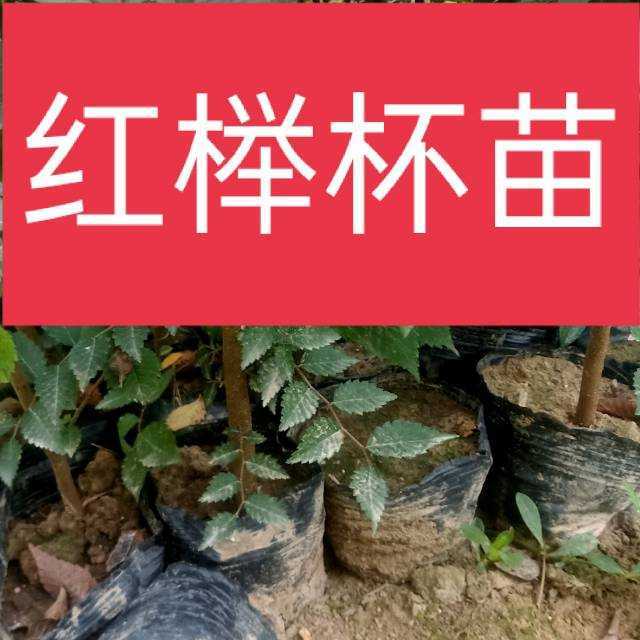 自家苗圃出售当年红榉怀苗