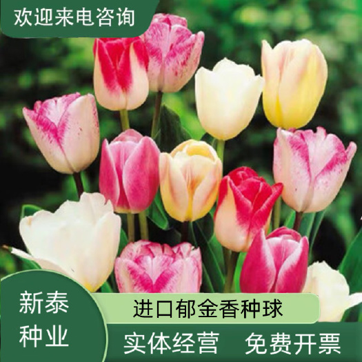 荷兰郁金香种球室内外阳台盆栽好养花苗水养绿化花海植物花包邮