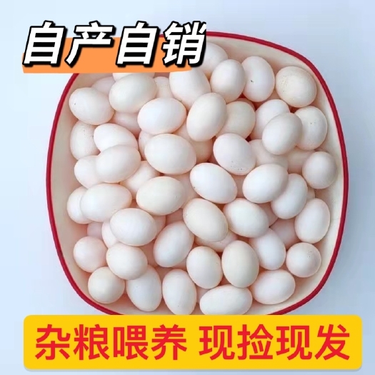 正定县新鲜鸽子蛋