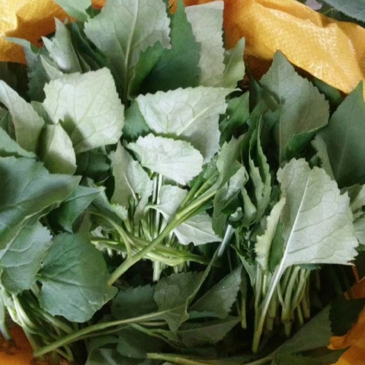 东港市东风菜 大耳毛
