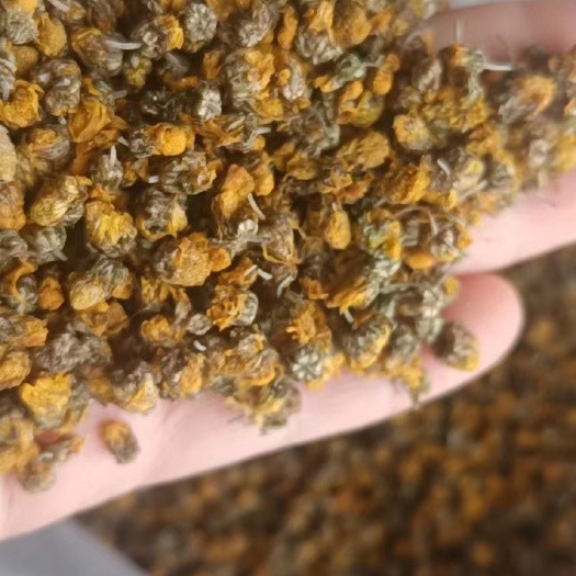 菊花茶 四川内江荒山黄菊花手工炒制泡茶专用