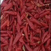 鄢陵县精品三樱椒