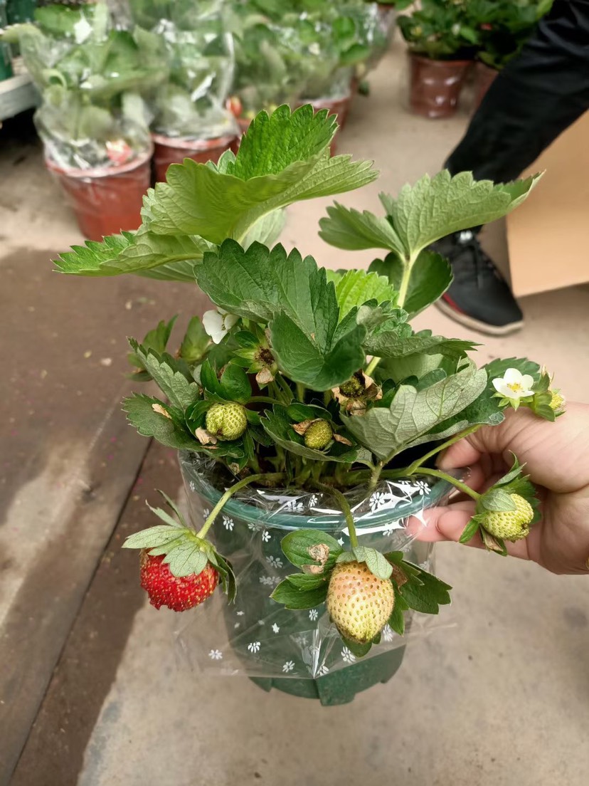 草莓基地直销全国一件代发物美价廉叶绿冒大品质有保障诚信经营