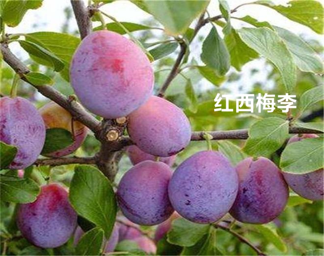 红西梅李