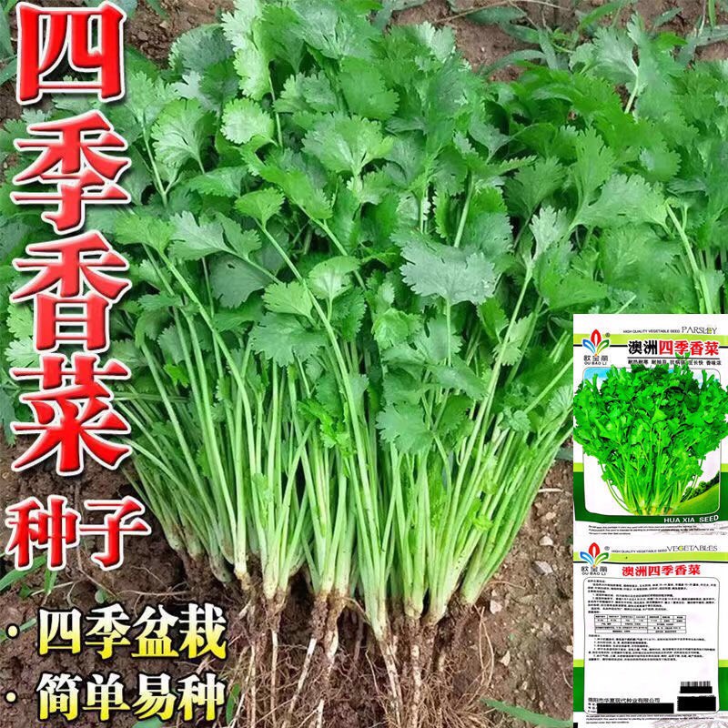 香菜种子大全农家盆栽苗大叶芫荽种籽四季食用香菜籽蔬菜种籽种孑