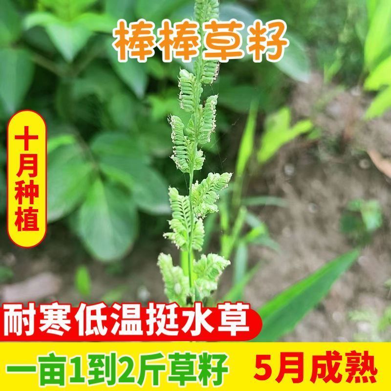 棒棒草种子耐低温抗寒小龙虾养殖水草挺水苦梗草种籽水粺籽菵草