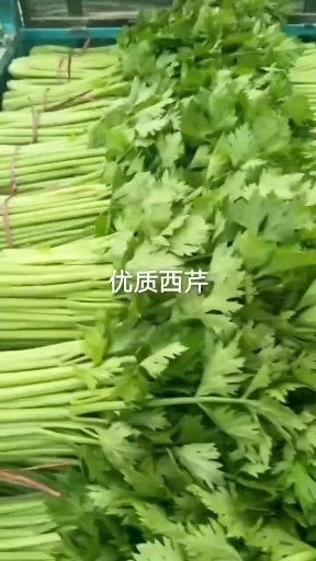 滑县优质西芹