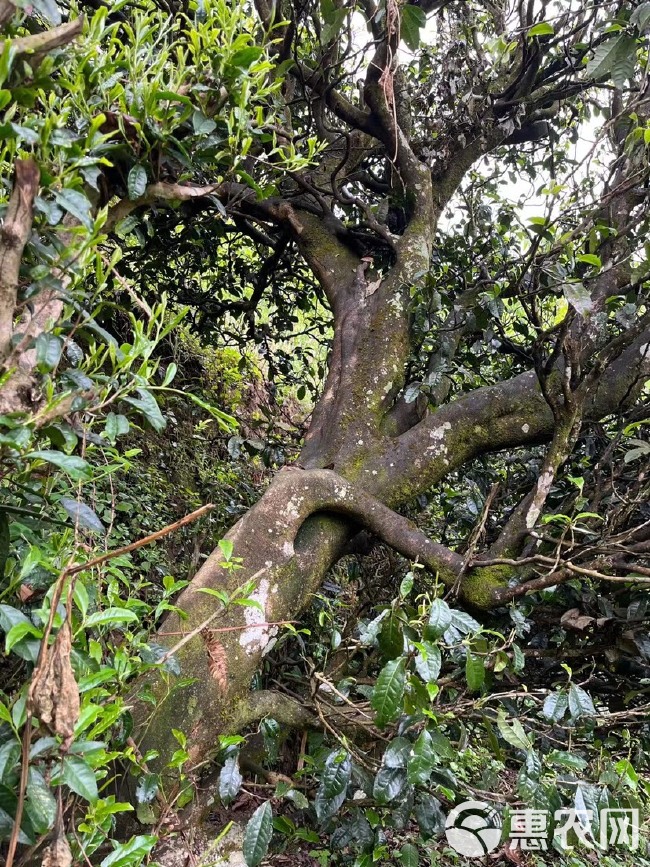 云南普洱茶生茶357g七子饼茶