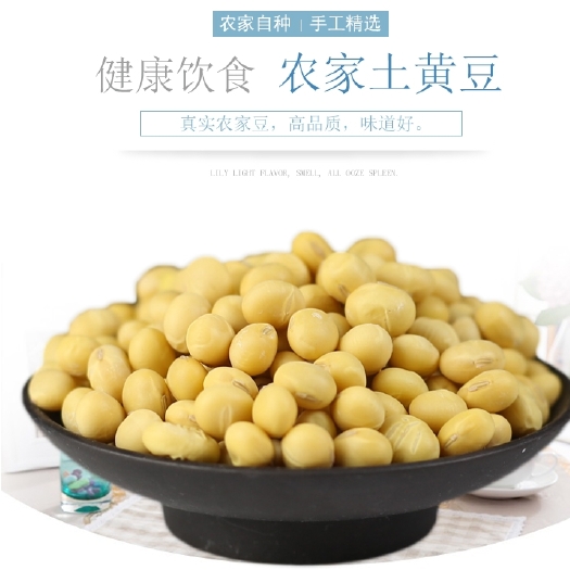 南阳大豆非转基因 豆浆 豆芽