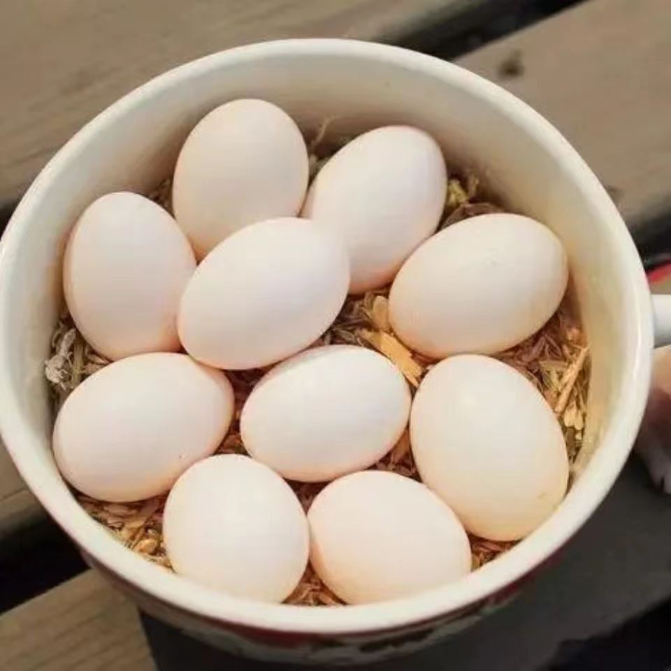 莘县鸽子蛋白蛋无精蛋