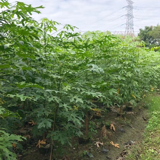 普宁市澳洲火焰木