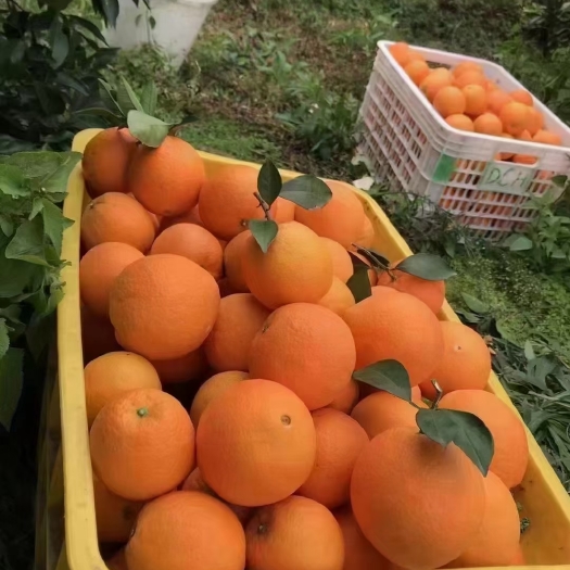 新宁县大量脐橙上市