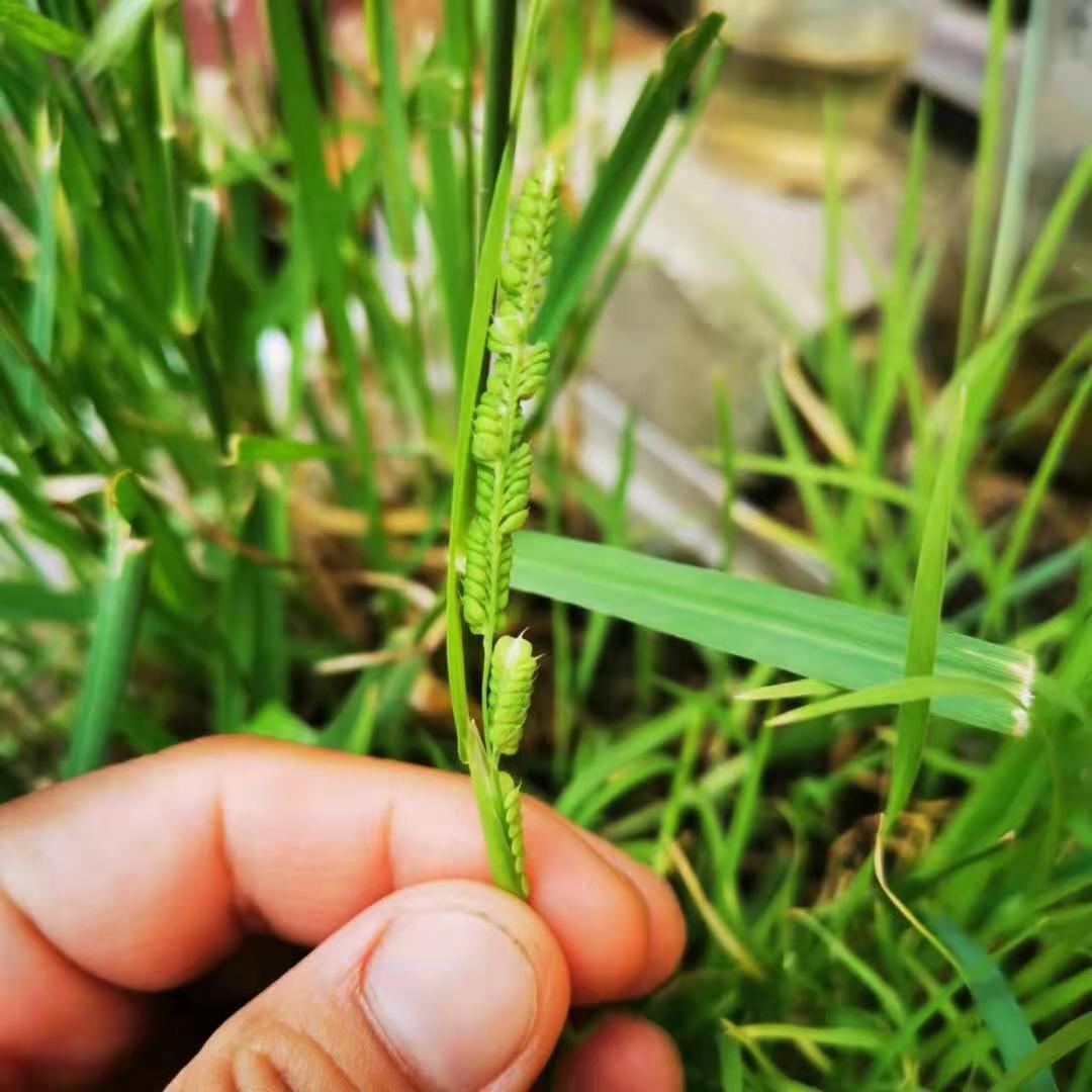 棒棒草种子耐低温抗寒小龙虾养殖水草挺水苦梗草种籽水粺籽菵草