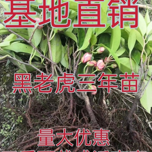 文山市黑老虎四年大苗当年结果布福娜四年树苗冷饭团果苗带叶不带土