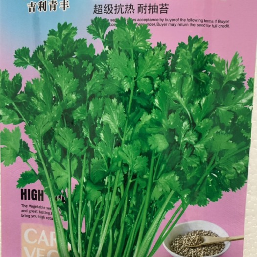 长沙香菜种子大全农家盆栽苗大叶芫荽种籽四季食用香菜籽蔬菜种籽种孑