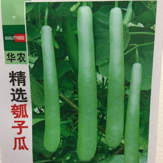 长沙早熟长瓠瓜种子春秋季瓠子瓜籽蒲瓜菜葫芦庭院爬藤菜种子蔬菜种孑