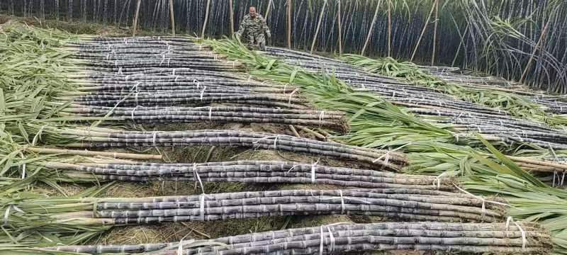 甘蔗