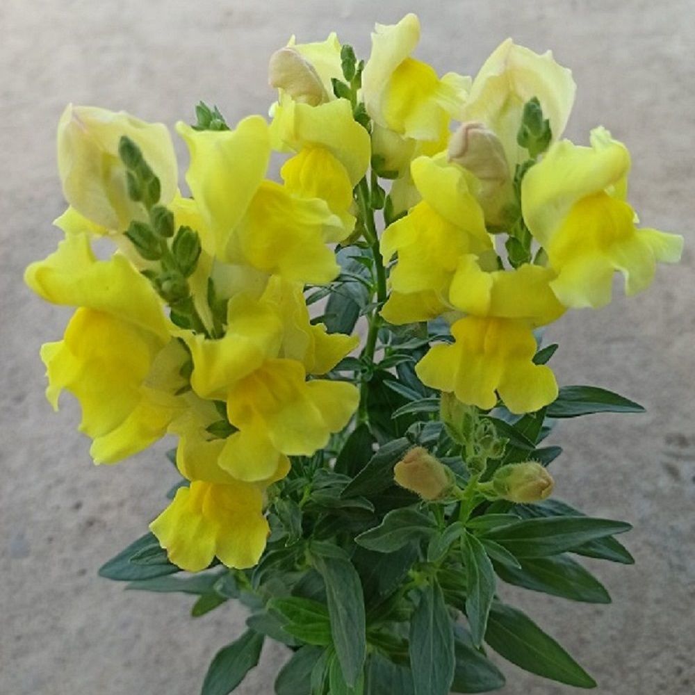 金鱼草袋苗