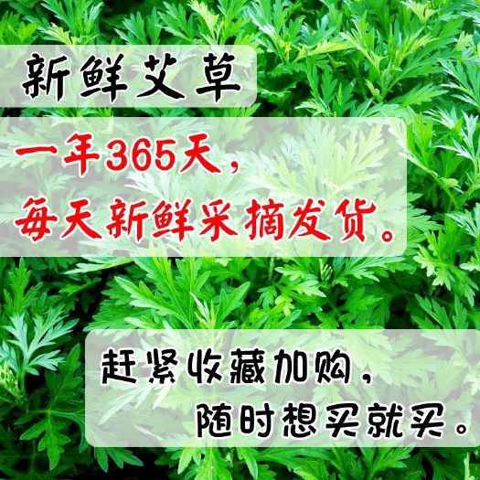 兴宁市广东梅州可食用新鲜艾草全年供应清明果艾叶粑粑艾草糯米饭