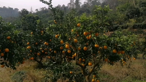 宜昌九月红橙，汁多无渣。果冻橙。