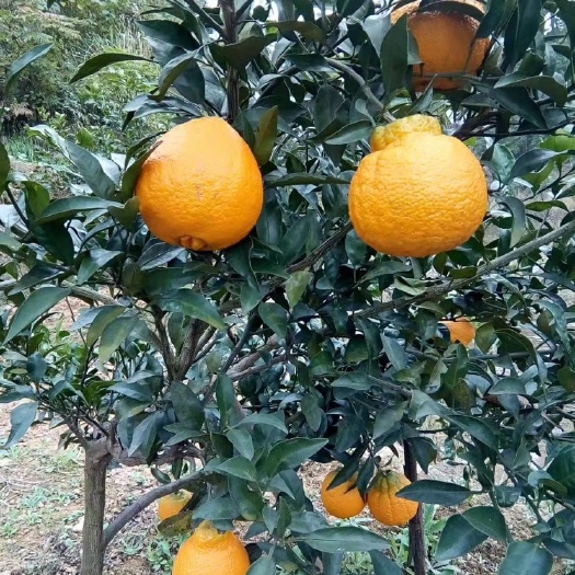 长沙不知火
