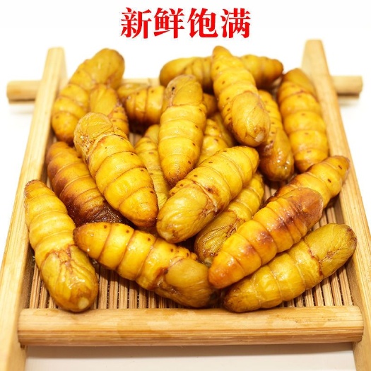 新泰市金丝蛹