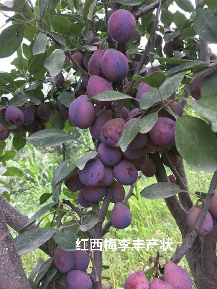 红西梅李