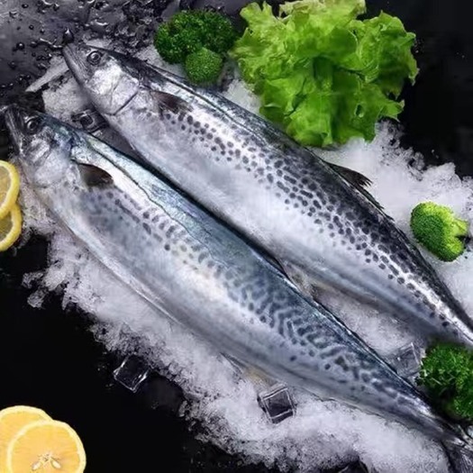 北海马鲛鱼鲅鱼