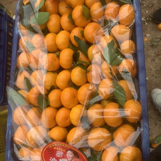 兴安县砂糖橘，南丰蜜桔，东方红，棉橘，大量有货，产地优选，