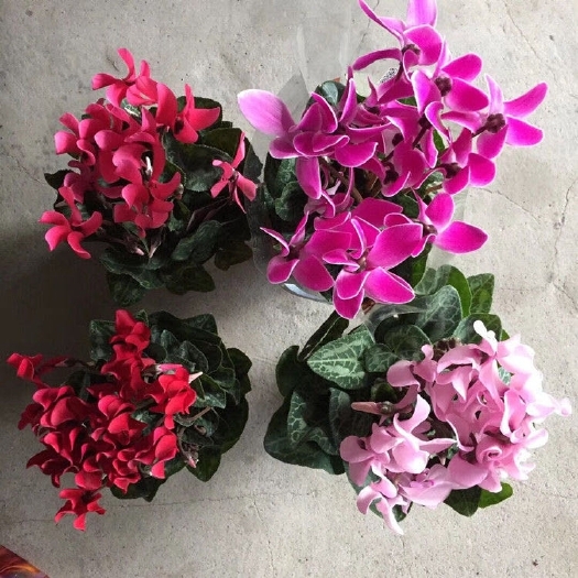沭阳县仙客来带花发货颜色多