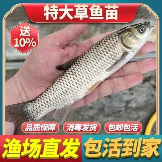 沭阳县花鲢鱼苗 草鱼鱼苗 淡水养殖鲫鱼苗 青鱼苗